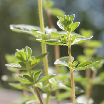 Syrischer Oregano (Samen)