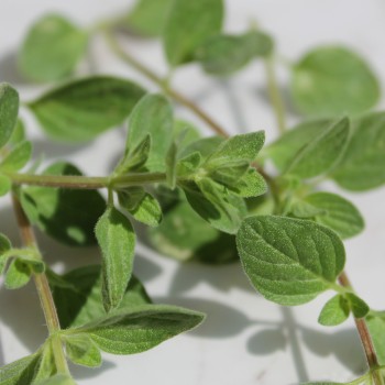 Syrischer Oregano (Samen)