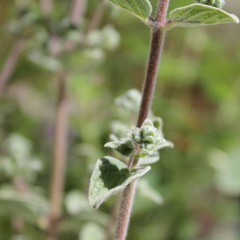 Syrischer Oregano (Samen)