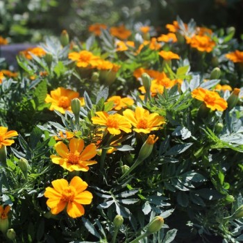Tagetes Bambino (Samen)