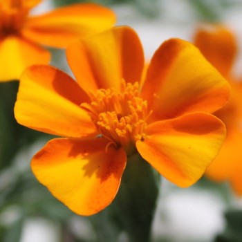Tagetes Bambino (Samen)