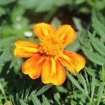 Tagetes Bambino (Samen)