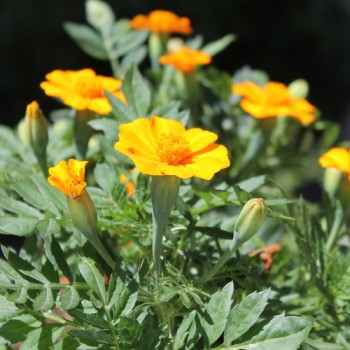 Tagetes Bambino (Samen)