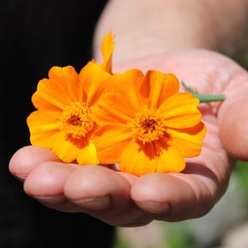Tagetes Bambino (Samen)