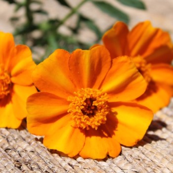 Tagetes Bambino (Samen)