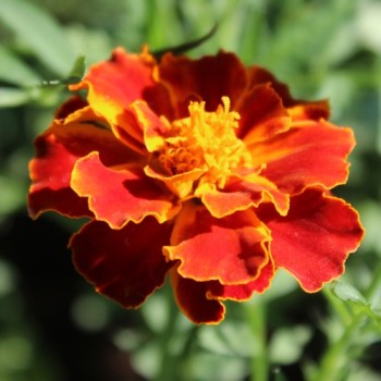 Tagetes Bolero (Samen)