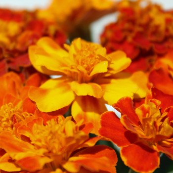 Tagetes Bolero (Samen)