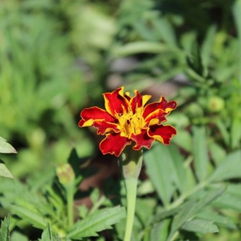 Tagetes Bolero (Samen)