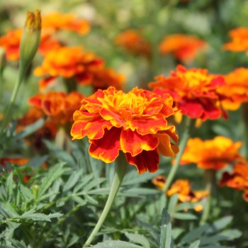 Tagetes Bolero (Samen)
