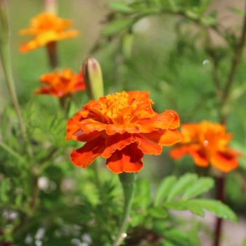 Tagetes Bolero (Samen)