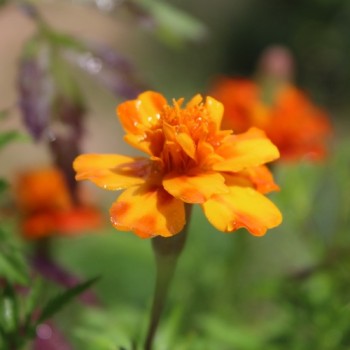 Tagetes Bolero (Samen)