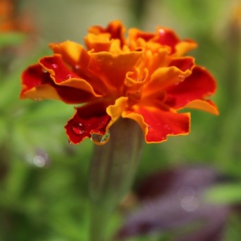 Tagetes Bolero (Samen)