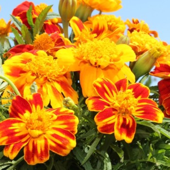 Tagetes Chameleon (Samen)