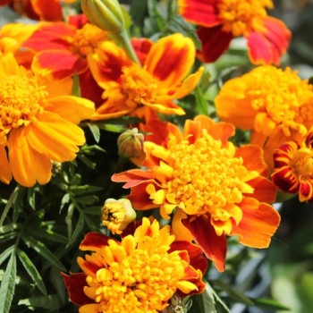 Tagetes Chameleon (Samen)