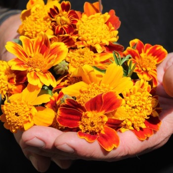 Tagetes Chameleon (Samen)