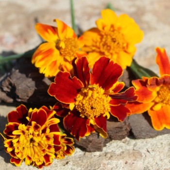 Tagetes Chameleon (Samen)