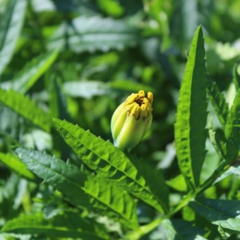 Tagetes Chameleon (Samen)