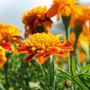 Tagetes Chameleon (Samen)