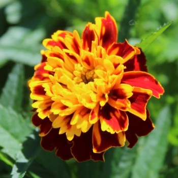 Tagetes Chameleon (Samen)