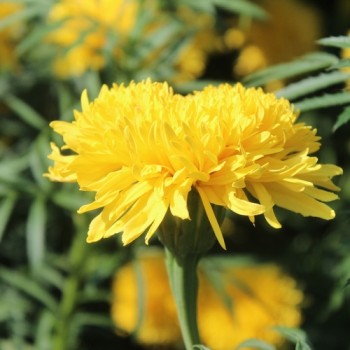 Neu! Tagetes Fantastic Sulphur Yellow (Samen)