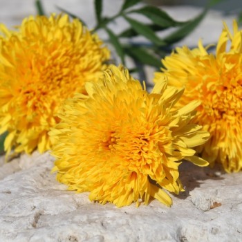 Neu! Tagetes Fantastic Sulphur Yellow (Samen)