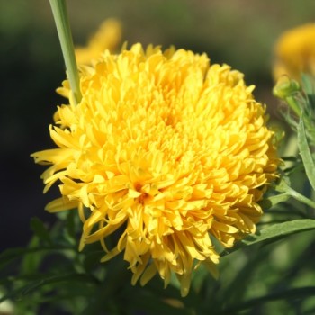 Neu! Tagetes Fantastic Sulphur Yellow (Samen)