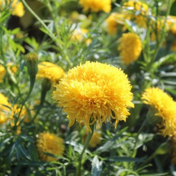 Neu! Tagetes Fantastic Sulphur Yellow (Samen)
