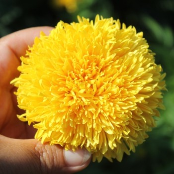Neu! Tagetes Fantastic Sulphur Yellow (Samen)