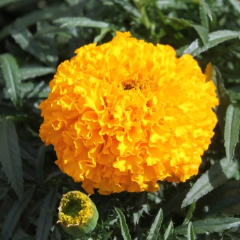 Tagetes Golden Age (Samen)