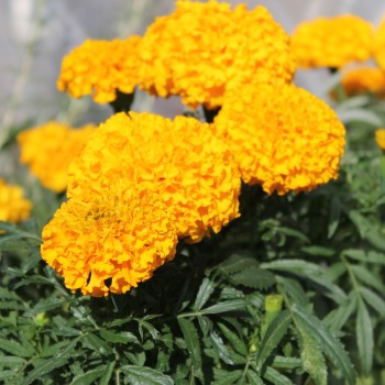 Tagetes Golden Age (Samen)