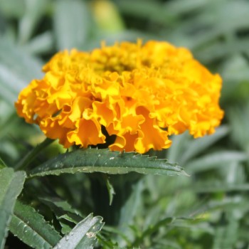 Tagetes Golden Age (Samen)