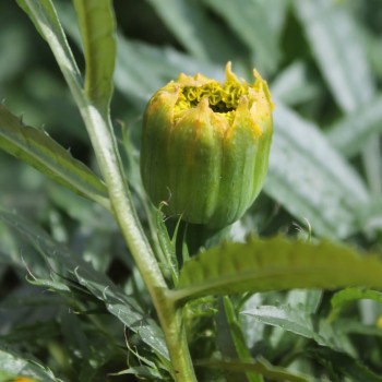 Tagetes Golden Age (Samen)