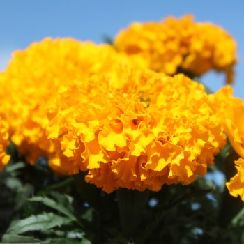 Tagetes Golden Age (Samen)