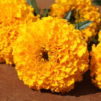 Tagetes Golden Age (Samen)