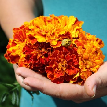 Tagetes Konstance (Samen)