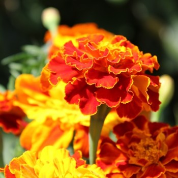 Tagetes Konstance (Samen)