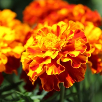 Tagetes Konstance (Samen)