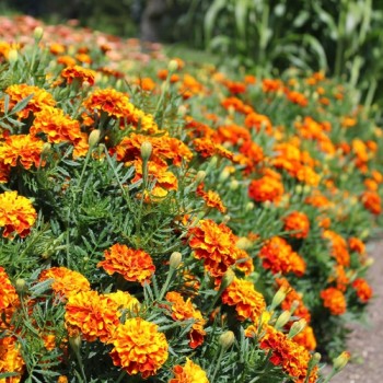 Tagetes Konstance (Samen)