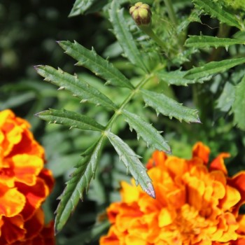 Tagetes Konstance (Samen)