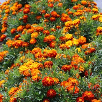 Tagetes Konstance (Samen)