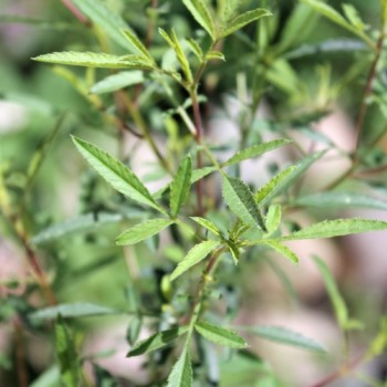 Neu! Strauchtagetes (Pflanze)