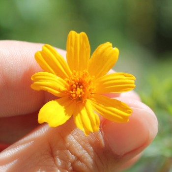 Strauchtagetes (Samen)