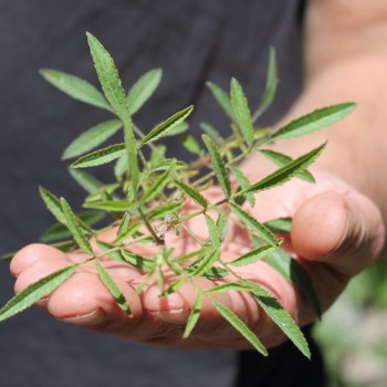 Neu! Strauchtagetes (Pflanze)