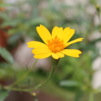 Strauchtagetes (Samen)