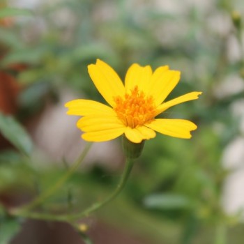 Neu! Strauchtagetes (Pflanze)
