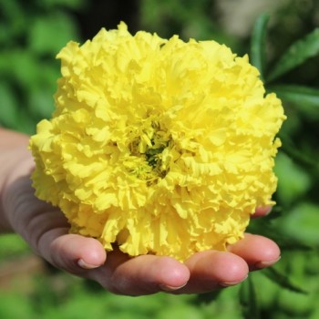 Tagetes Mary Helen (Samen)