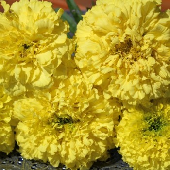 Tagetes Mary Helen (Samen)