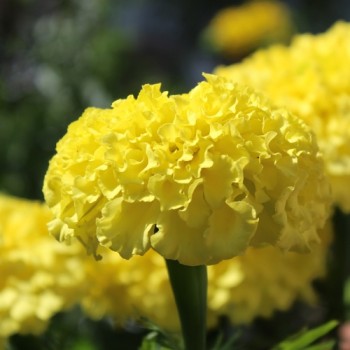 Tagetes Mary Helen (Samen)