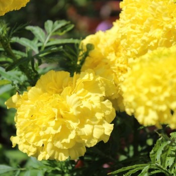 Tagetes Mary Helen (Samen)