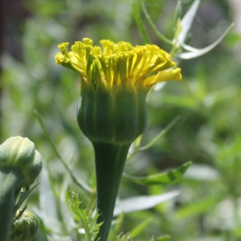 Tagetes Mary Helen (Samen)